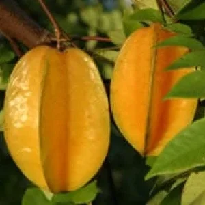 Star Fruit Sri Kembangan Tree - Live Plant - 3 Gallon Pot - 2-3 Feet Tall - Image 1