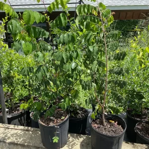 Star Fruit Tree Live Plant, 5 Gallon, 3 Feet Tall, Tropical Fruit Tree - Image 2