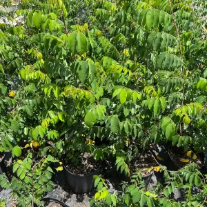 Star Fruit Tree Live Plant, 5 Gallon, 3 Feet Tall, Tropical Fruit Tree - Image 4