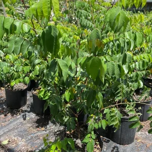 Star Fruit Tree Live Plant, 5 Gallon, 3 Feet Tall, Tropical Fruit Tree - Image 5