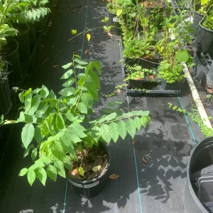 Star Gooseberry Live Plant - Phyllanthus acidus - 6 inch Pot - Fruit Tree - Image 2