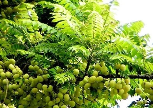 Star Gooseberry Live Plant (Phyllanthus Acidus) - Edible Fruit Tree - 6" Pot - Image 3