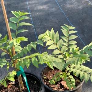 Star Gooseberry Live Plant (Phyllanthus Acidus) - Edible Fruit Tree - 6" Pot - Image 1