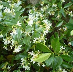 Star Jasmine Live Plant - Trachelospermum jasminoides - 3-4ft Tall, 3 Gallon Pot - Fragrant Outdoor Vine - Image 1