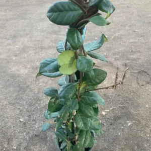 Star Jasmine Vine Live Plant, 2 Feet Tall, Ship in 6 Inch Pot, Fragrant Outdoor Climber - Image 2