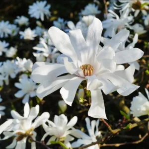 Star Magnolia Live Plant 18-24" Tall, 1 Gallon Pot - White Flowering Tree Outdoor - Image 2