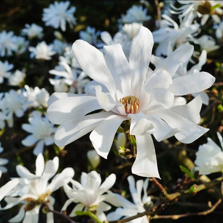 Star Magnolia Live Plant 18-24" Tall, 1 Gallon Pot - White Flowering Tree Outdoor - Image 2