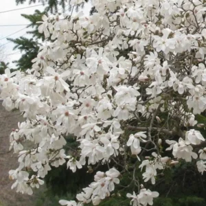 Star Magnolia Live Plant 18-24