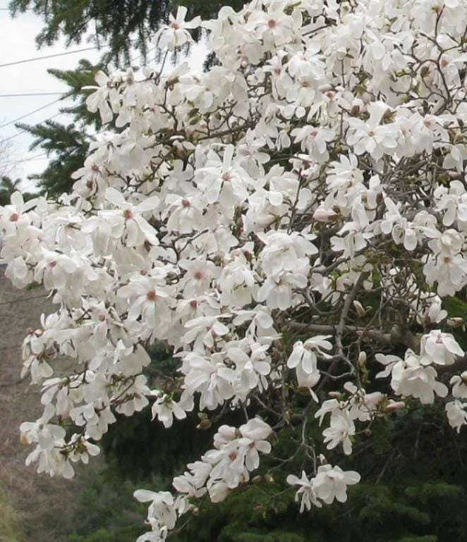 Star Magnolia Live Plant 18-24" Tall, 1 Gallon Pot - White Flowering Tree Outdoor - Image 3