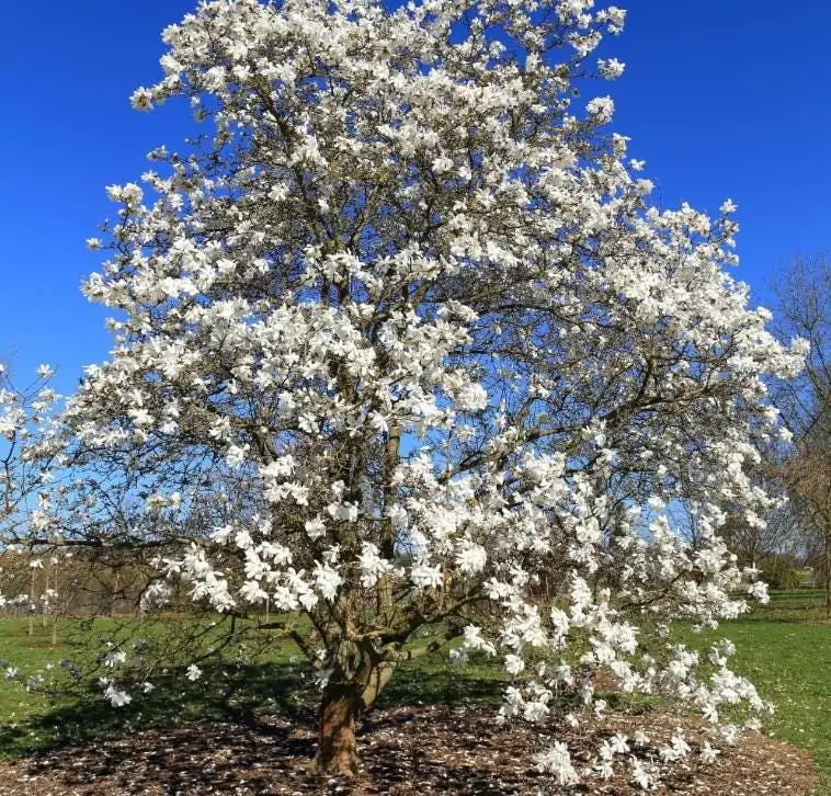 Star Magnolia Live Plant 18-24" Tall, 1 Gallon Pot - White Flowering Tree Outdoor - Image 5