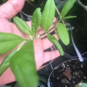 Star Magnolia Live Plant 18-24