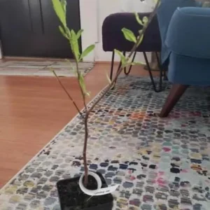 Star Magnolia Live Plant 18-24