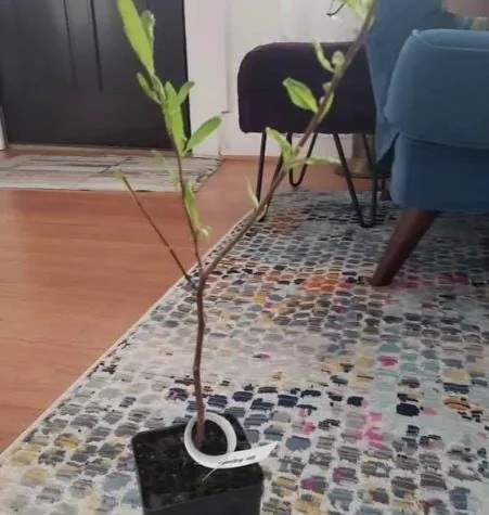 Star Magnolia Live Plant 18-24" Tall, 1 Gallon Pot - White Flowering Tree Outdoor - Image 7