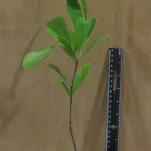 Star Magnolia Live Plant 18-24