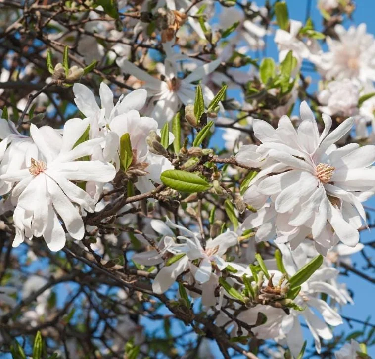 Star Magnolia Live Plant 18-24" Tall, 1 Gallon Pot - White Flowering Tree Outdoor - Image 1