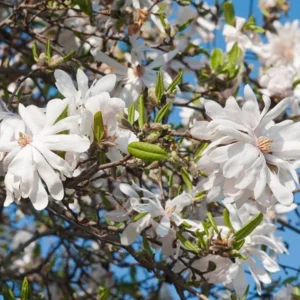 Star Magnolia Live Plant - 6-12" Tall - 4" Pot - White Blooms Flowering Tree - Image 2