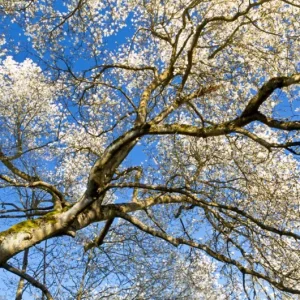 Star Magnolia Live Plant – Fragrant White Blooms, 4 inch Pot – Outdoor Shrub - Image 10