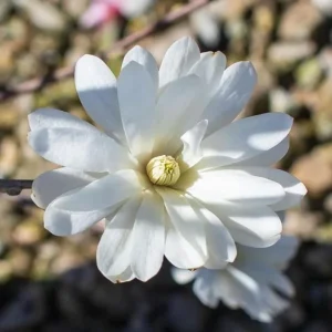 Star Magnolia Live Plant – Fragrant White Blooms, 4 inch Pot – Outdoor Shrub - Image 2