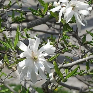 Star Magnolia Live Plant – Fragrant White Blooms, 4 inch Pot – Outdoor Shrub - Image 3