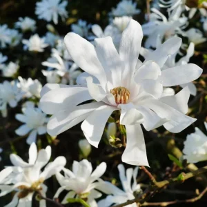 Star Magnolia Live Plant – Fragrant White Blooms, 4 inch Pot – Outdoor Shrub - Image 4