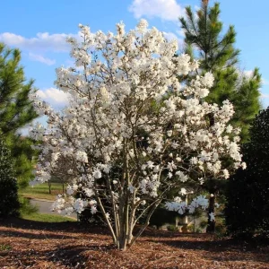 Star Magnolia Live Plant – Fragrant White Blooms, 4 inch Pot – Outdoor Shrub - Image 5
