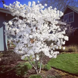 Star Magnolia Live Plant – Fragrant White Blooms, 4 inch Pot – Outdoor Shrub - Image 9