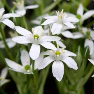Star of Bethlehem Bulbs - Ornithogalum Umbellatum - White Flowers - Outdoor - Image 3