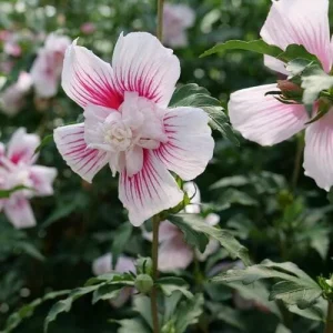 Starblast Chiffon Rose of Sharon - Hibiscus syriacus Live Plant - 4" Pot - Image 2