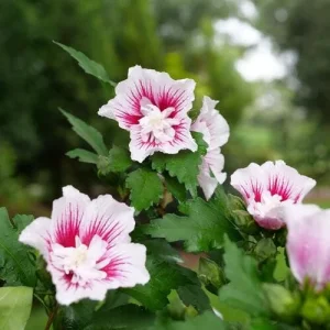 Starblast Chiffon Rose of Sharon - Hibiscus syriacus Live Plant - 4" Pot - Image 1