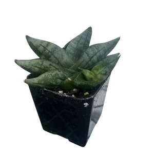 Starfish Snake Plant - Sansevieria boncellensis Live Plant - 2" Pot - Easy Care Succulent - Image 2