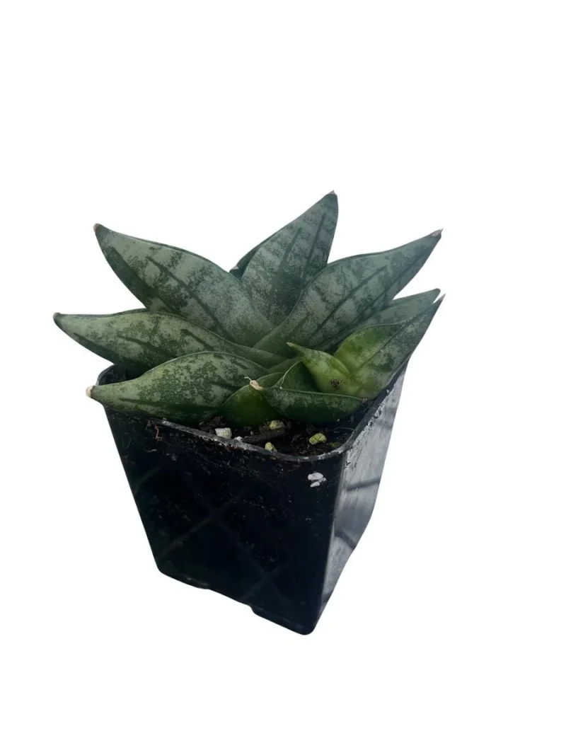 Rare Starfish Snake Plant - Sanseveria boncellensis - 2" Pot - Easy Succulent