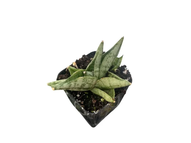 orange blten zimmerpflanze Korbmarante Calathea Crocata Zimmerpflanze 14cm 45cm kaufen