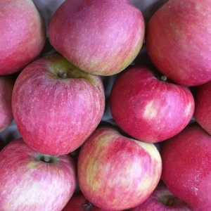 Stayman Winesap Apple Tree Bareroot - 2-3 ft Tall, Cold Hardy Outdoor Fruit Tree - Image 2