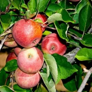 Stayman Winesap Apple Tree Bareroot - 2-3 ft Tall, Cold Hardy Outdoor Fruit Tree - Image 1