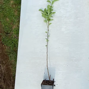 Stayman Winesap Apple Tree Live Plant – 2 ft Tall – Quart Pot – Zones 5-8 - Image 3