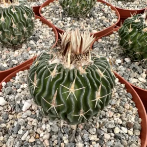 Stenocactus Multicostatus Brain Cactus Live Plant - 3 or 6 inch Pot Succulent - Image 2