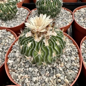 Stenocactus Multicostatus Brain Cactus Live Plant - 3 or 6 inch Pot Succulent - Image 3