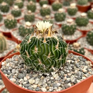 Stenocactus Multicostatus Brain Cactus Live Plant - 3 or 6 inch Pot Succulent - Image 1