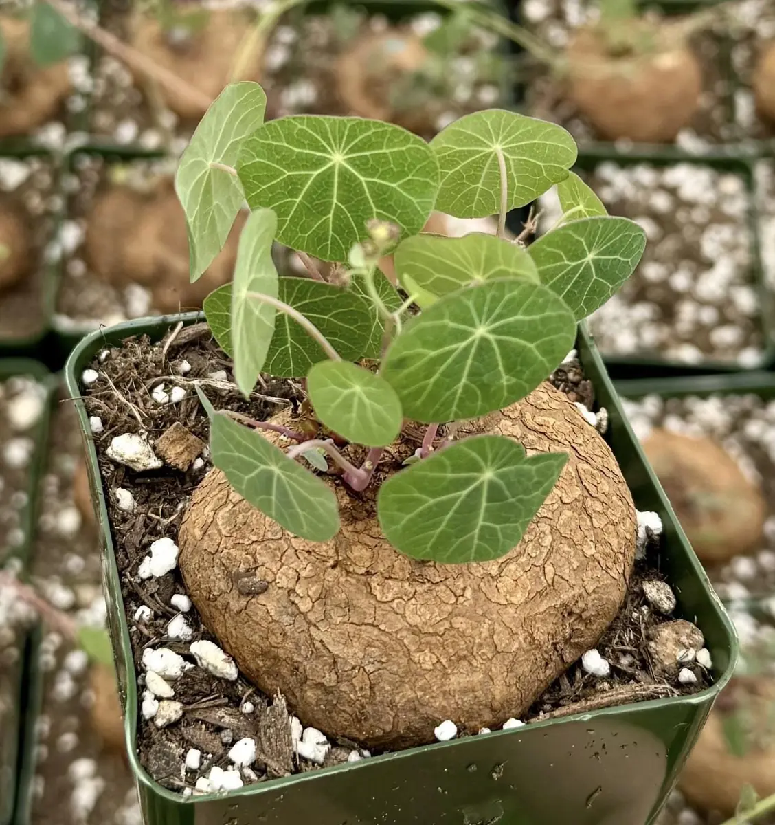 Stephania Cepharantha Caudex Live Plant - Rare Succulent - 4-6 inch Pot - Image 2