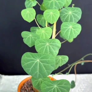 Stephania Cepharantha Caudex Live Plant - Rare Succulent - 4-6 inch Pot - Image 1