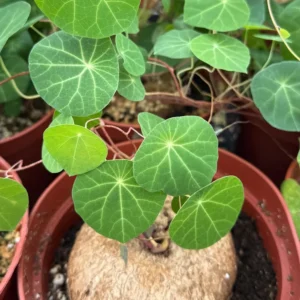 Stephania Cepharantha Caudex Live Plant - Rare Succulent - 4-6 inch Pot - Image 4