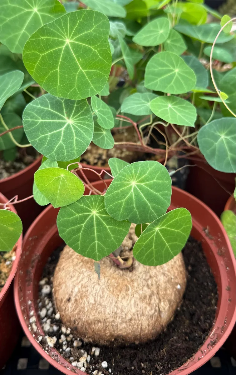 Stephania Cepharantha Caudex Live Plant - Rare Succulent - 4-6 inch Pot - Image 4