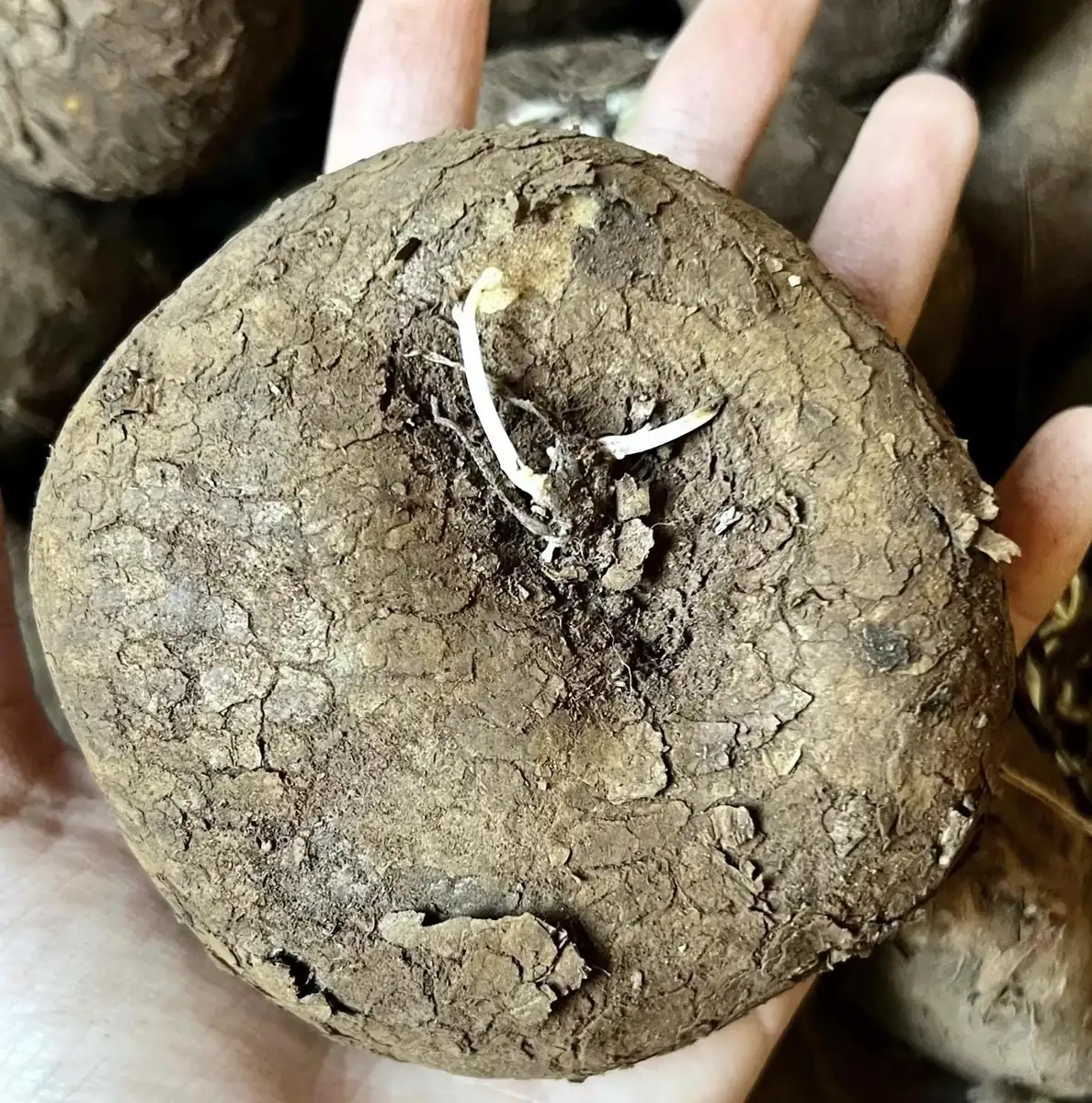 Stephania Cepharantha Caudex Live Plant - Rare Succulent - 4-6 inch Pot - Image 5