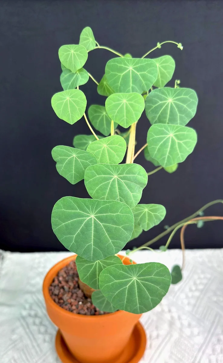 Stephania Cepharantha Caudex Live Plant - Rare Succulent - 4-6 inch Pot - Image 1