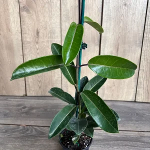 Stephanotis Floribunda Live Plant 6" Pot - Madagascar Jasmine Vine Indoor/Outdoor - Image 2