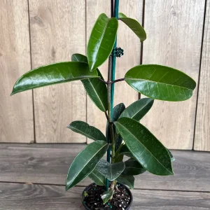 Stephanotis Floribunda Live Plant 6