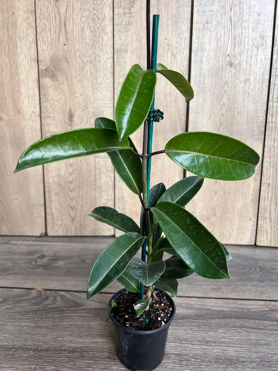 Stephanotis Floribunda Live Plant 6" Pot - Madagascar Jasmine Vine Indoor/Outdoor - Image 3