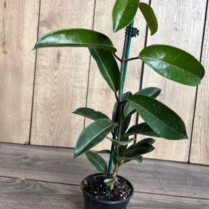 Stephanotis Floribunda Live Plant 6