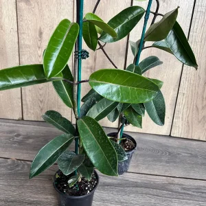 Stephanotis Floribunda Live Plant 6