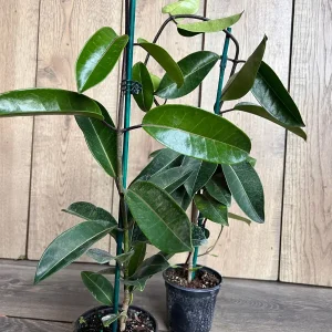 Stephanotis Floribunda Live Plant 6